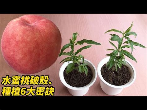 水蜜桃籽可以種嗎|平地水蜜桃品種特性與栽培管理